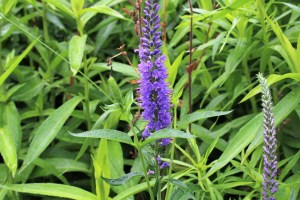 veronica spicata (1) (1200 x 800)